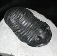 Exceptionally Preserved Wenndorfia Trilobite - #26598-7